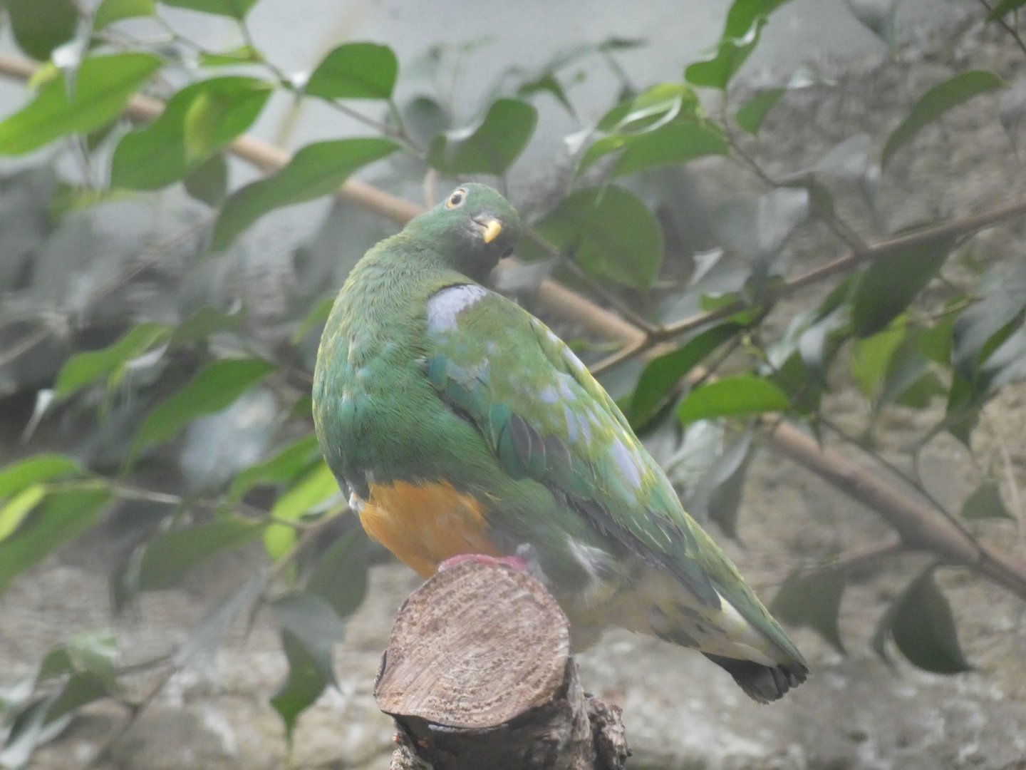 Orange-bellied Fruit-dove