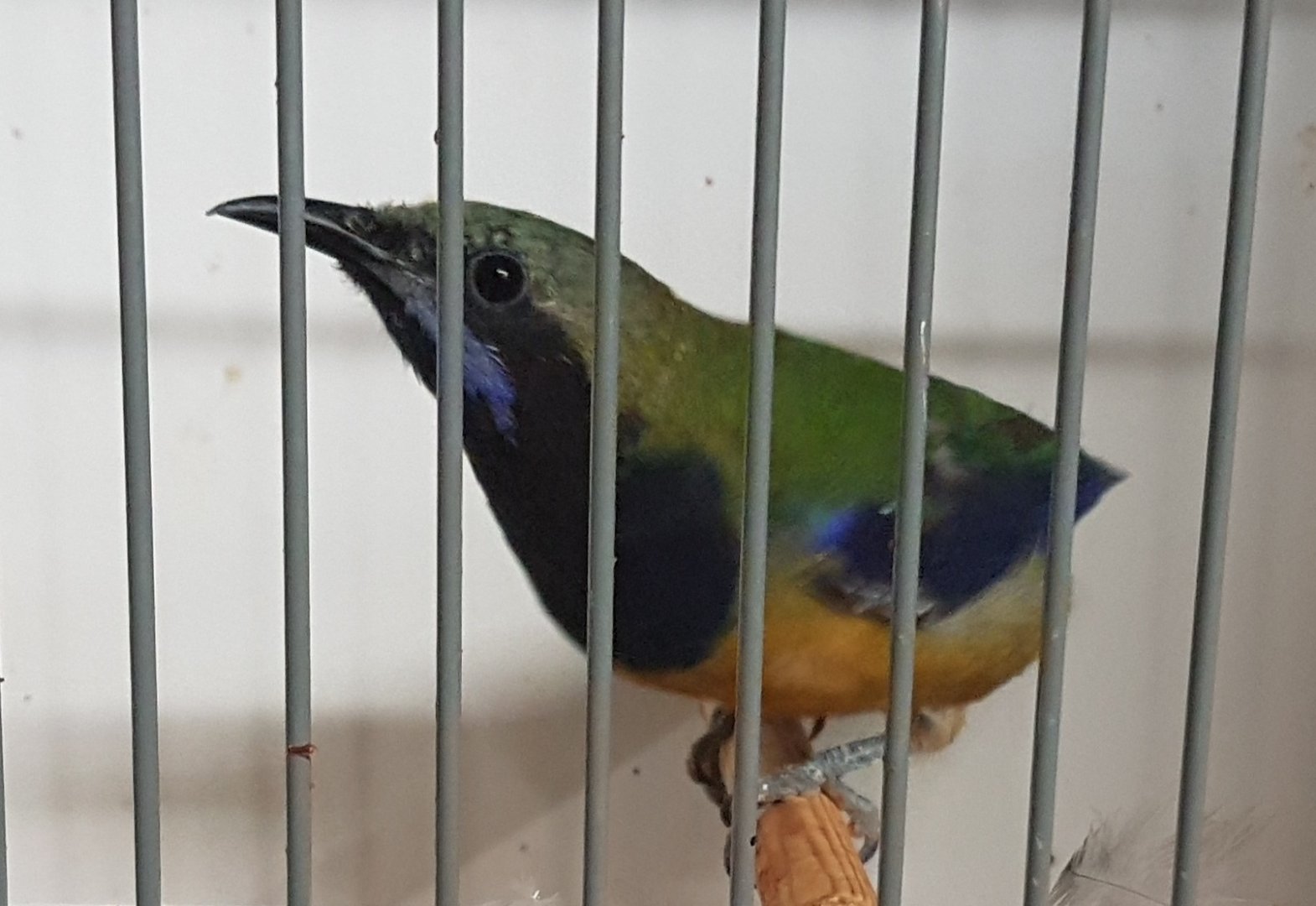 Orange-bellied - Hardwick's - leafbird