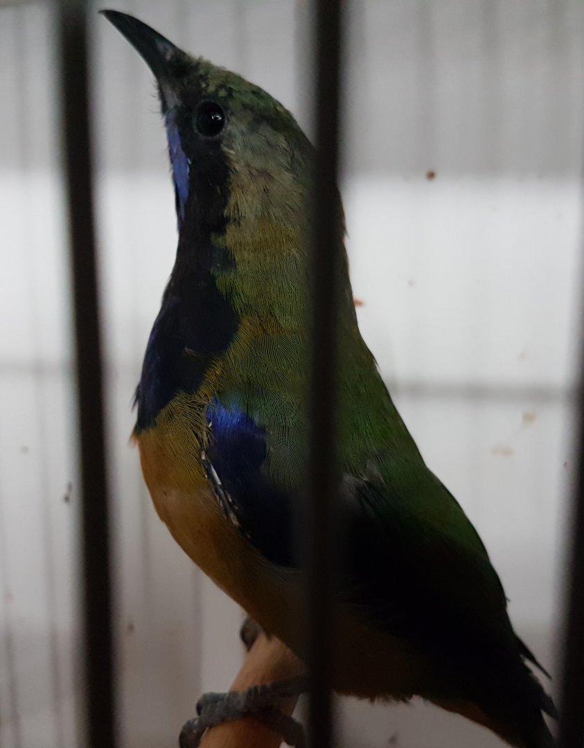 Orange-bellied - Hardwick's - leafbird