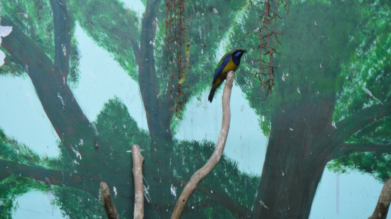 Orange-bellied leafbird at Shanghai zoo 2014-4-3