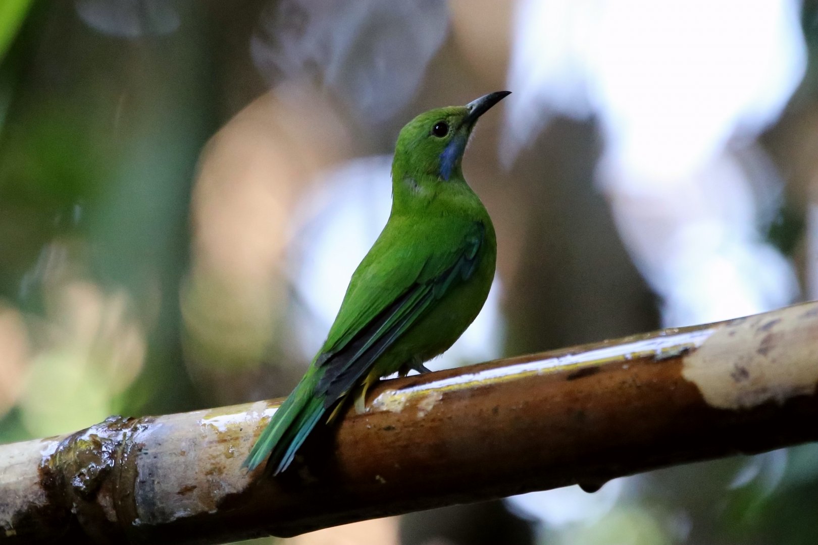 Orange-bellied Leafbird (Chloropsis hardwickii), Female