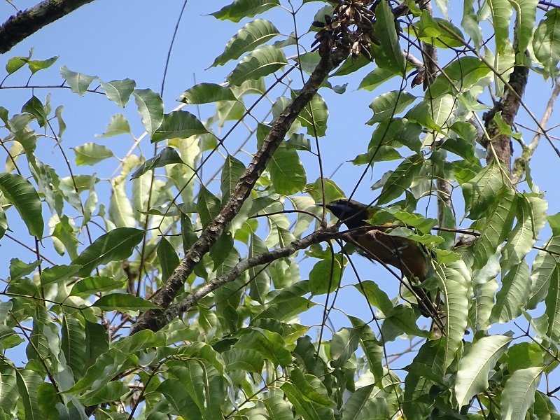 Orange-bellied leafbird (Chloropsis hardwickii hardwickii)