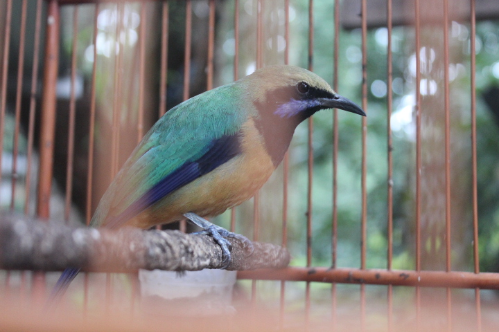 Orange-bellied leafbird (Chloropsis hardwickii hardwickii)