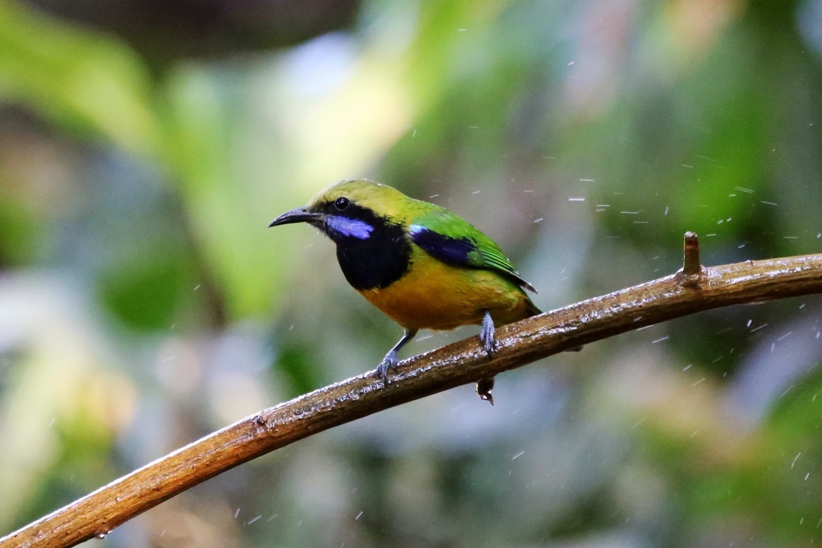 Orange-bellied Leafbird (Chloropsis hardwickii), Male