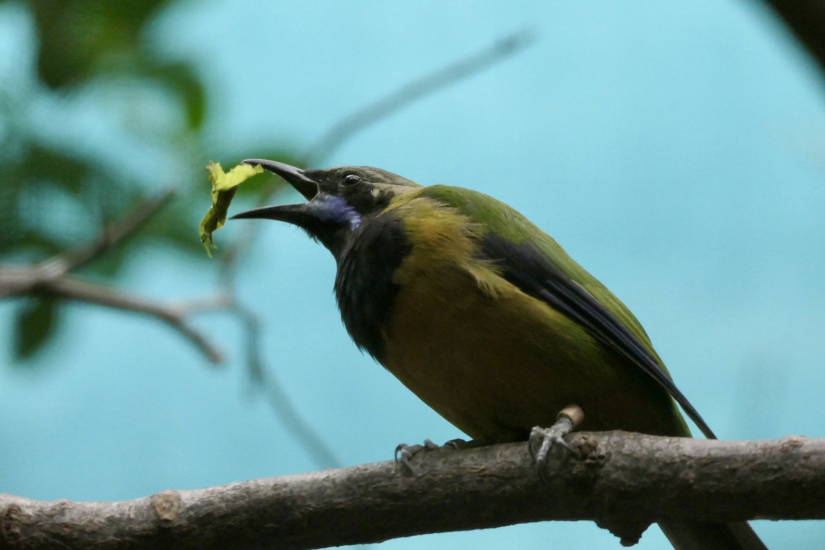 Orange-bellied Leafbird - Chloropsis hardwickii - McNeil Avian Center