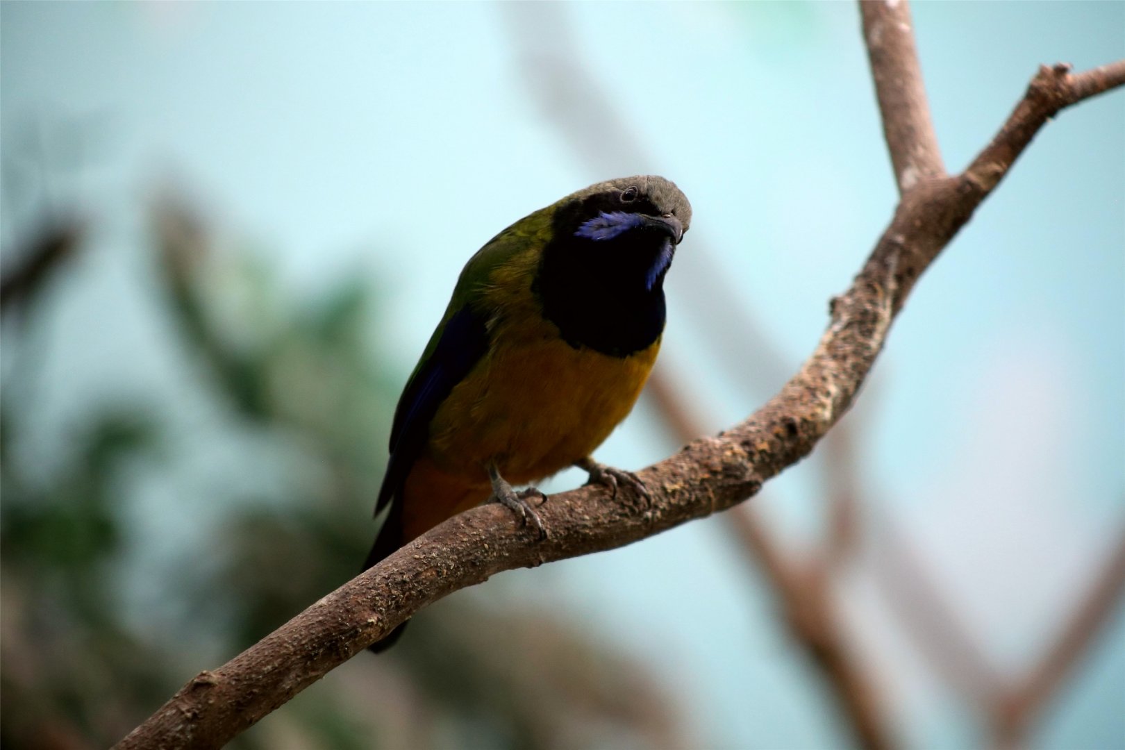 Orange-bellied Leafbird (Chloropsis hardwickii)