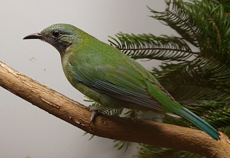 Orange-bellied leafbird - female