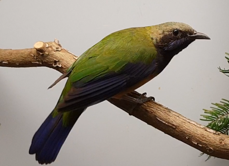 Orange-bellied leafbird - male