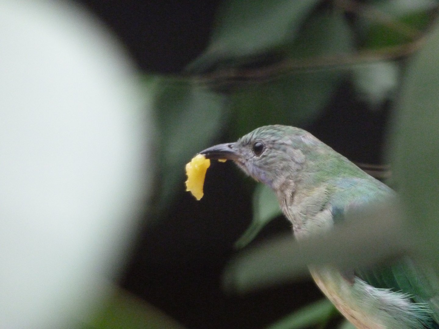 Orange-bellied leafbird -Zoologischer Garten Berlin (2024)
