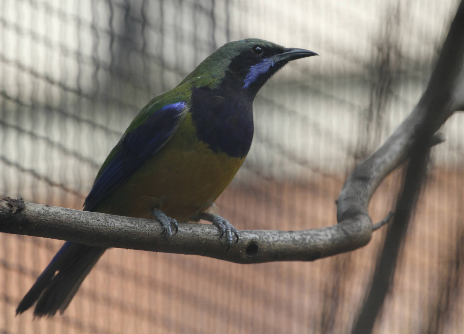 Orange-bellied Leafbird