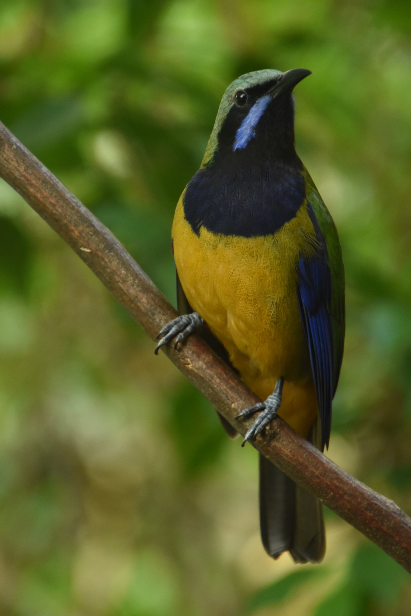 Orange-bellied leafbird