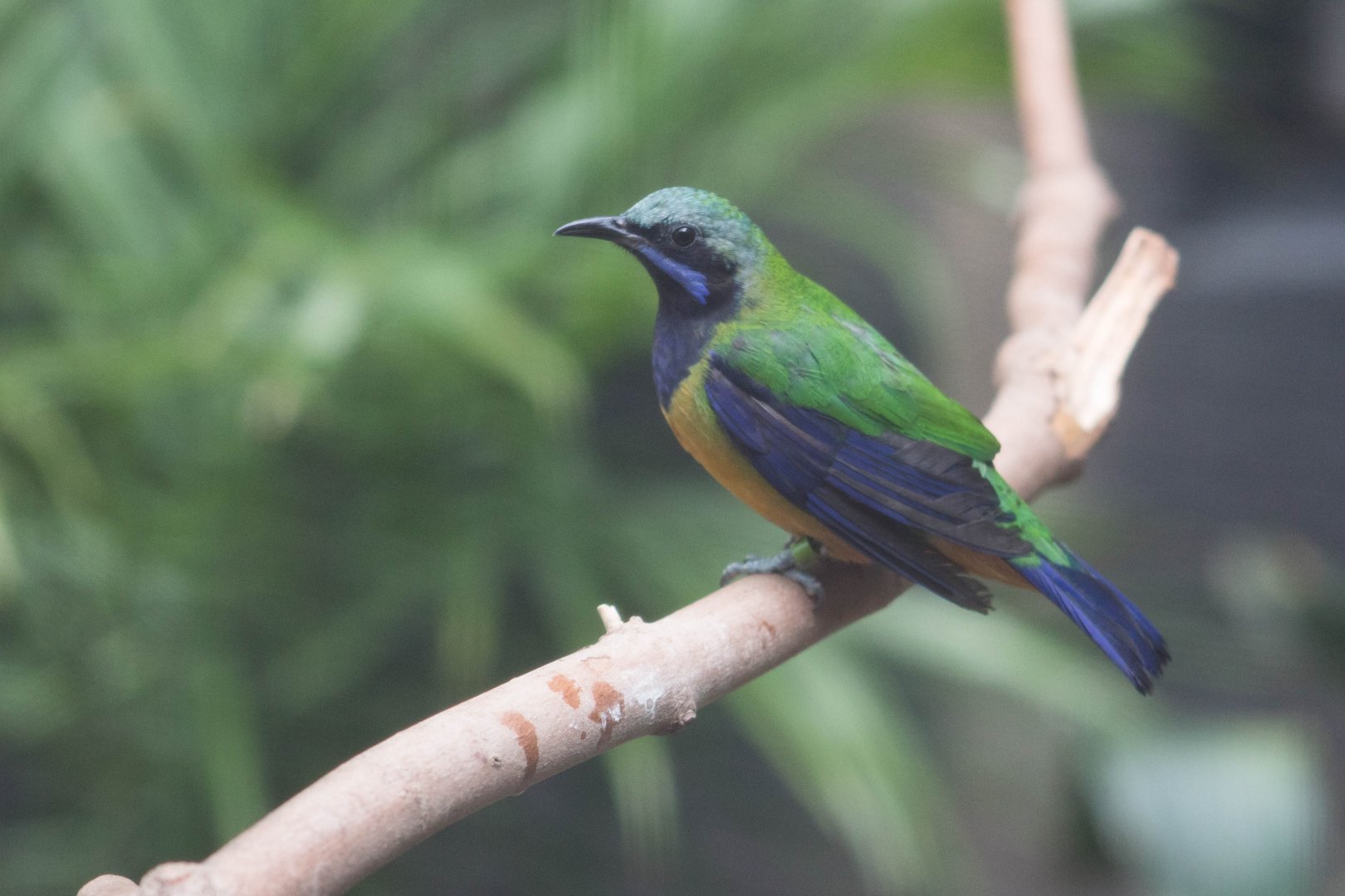 Orange-bellied leafbird