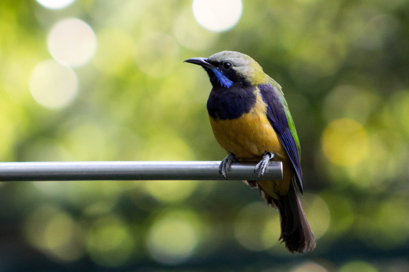 Orange-bellied leafbird