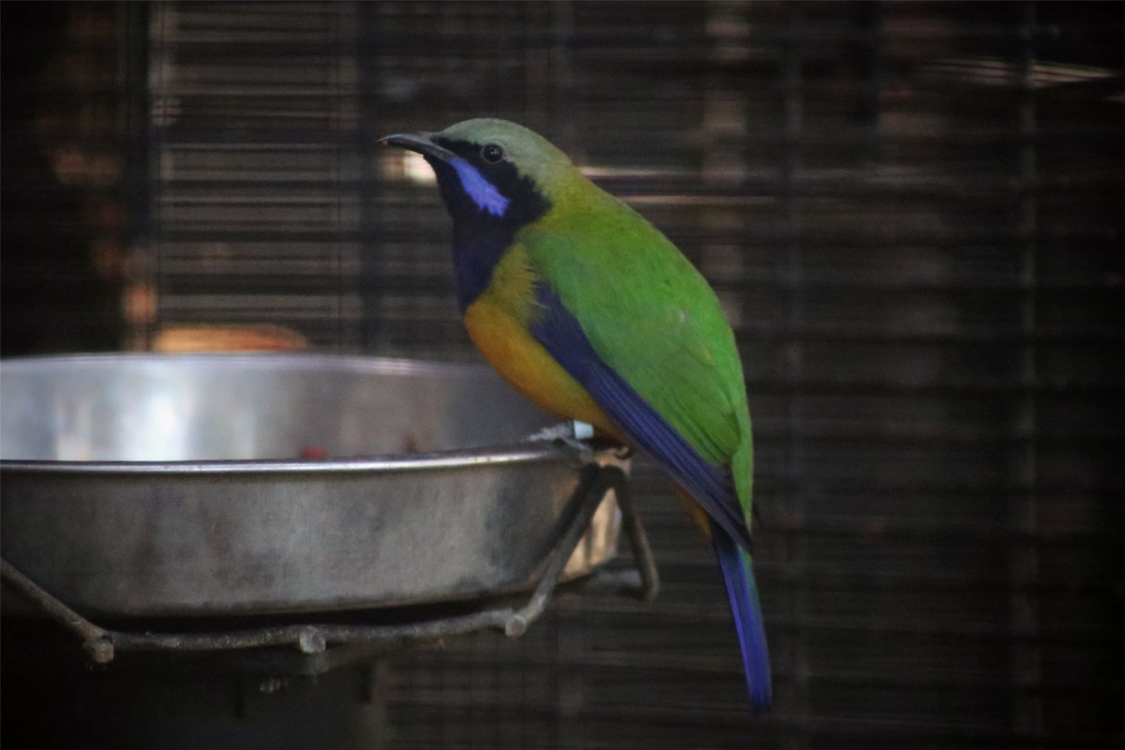 Orange-bellied leafbird