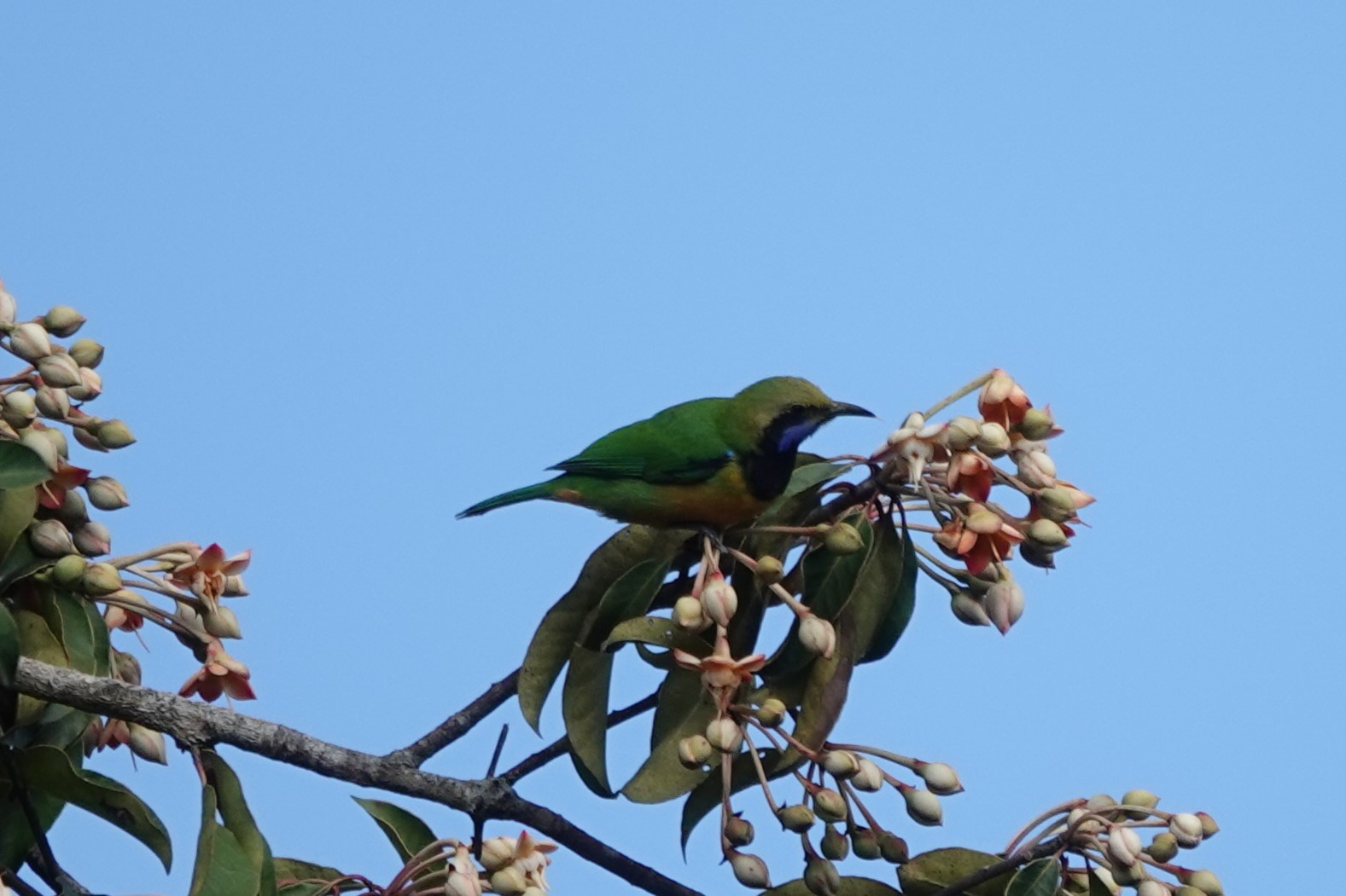 Orange-bellied Leafbird