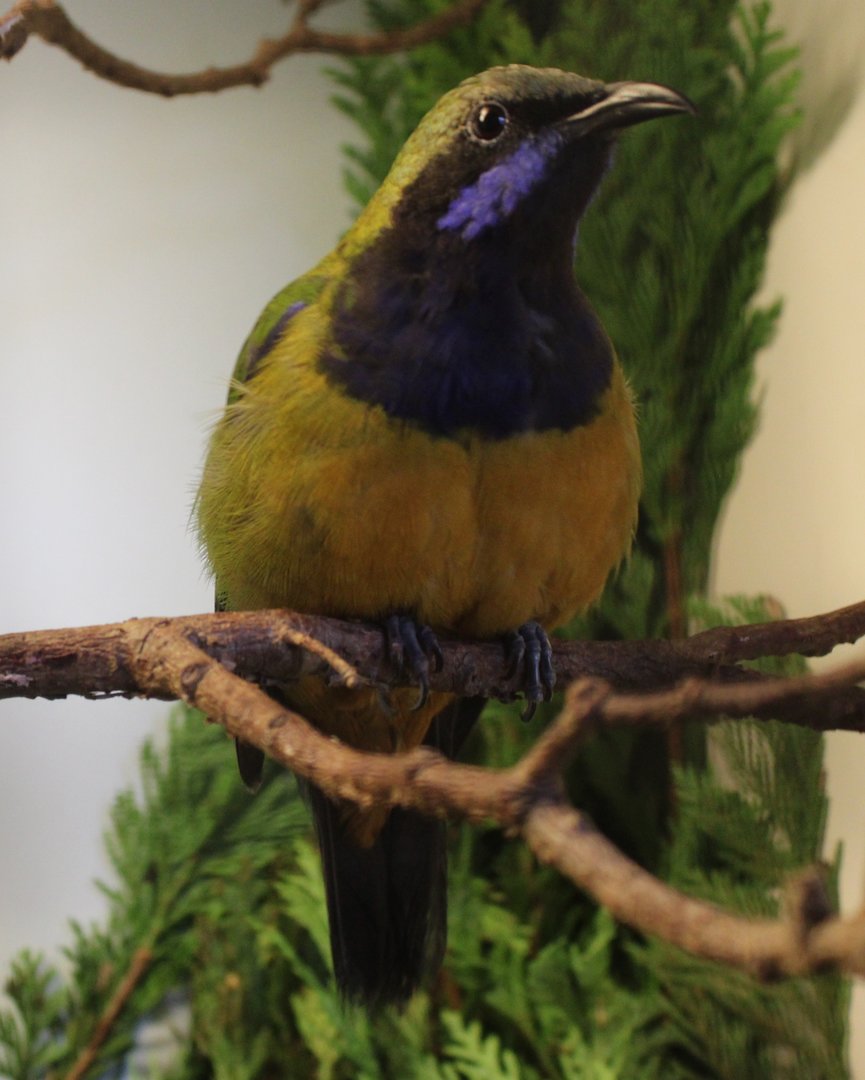 Orange-bellied leafbird