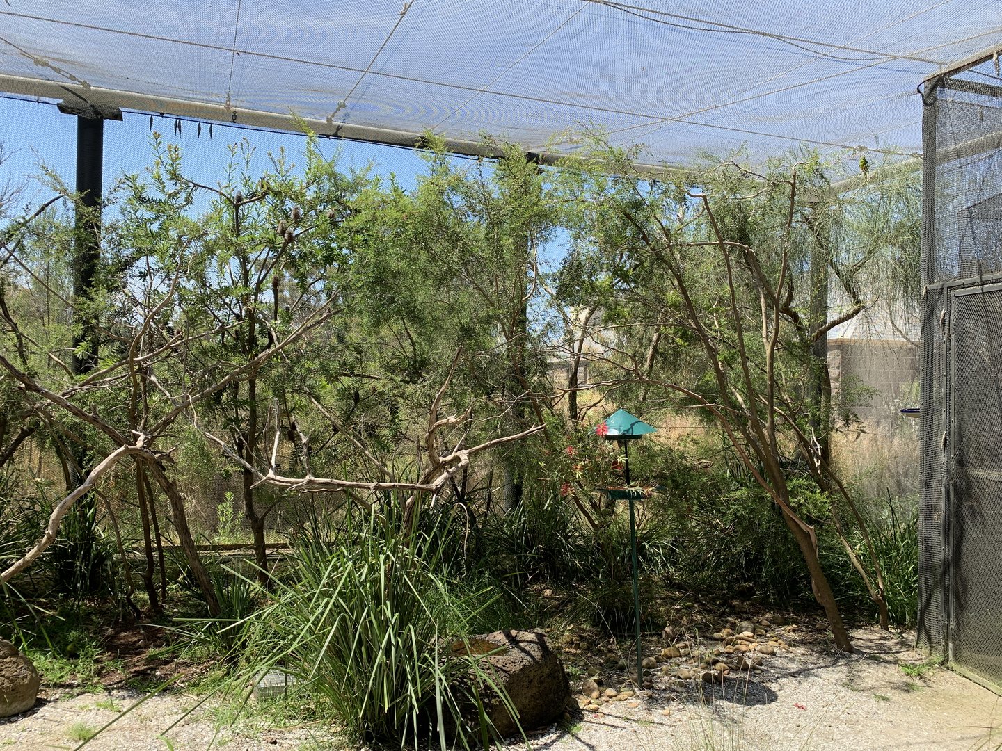 Orange-bellied Parrot Aviary Walk-thru