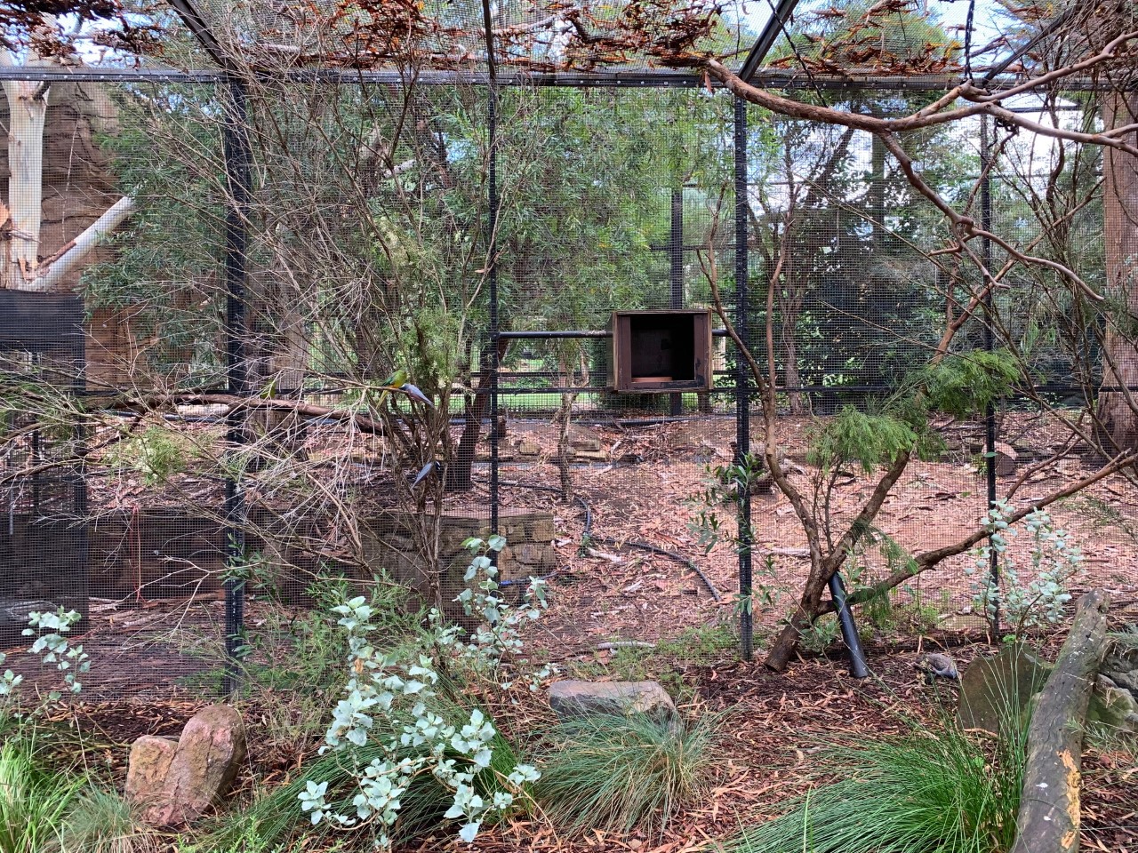 Orange-bellied Parrot Aviary