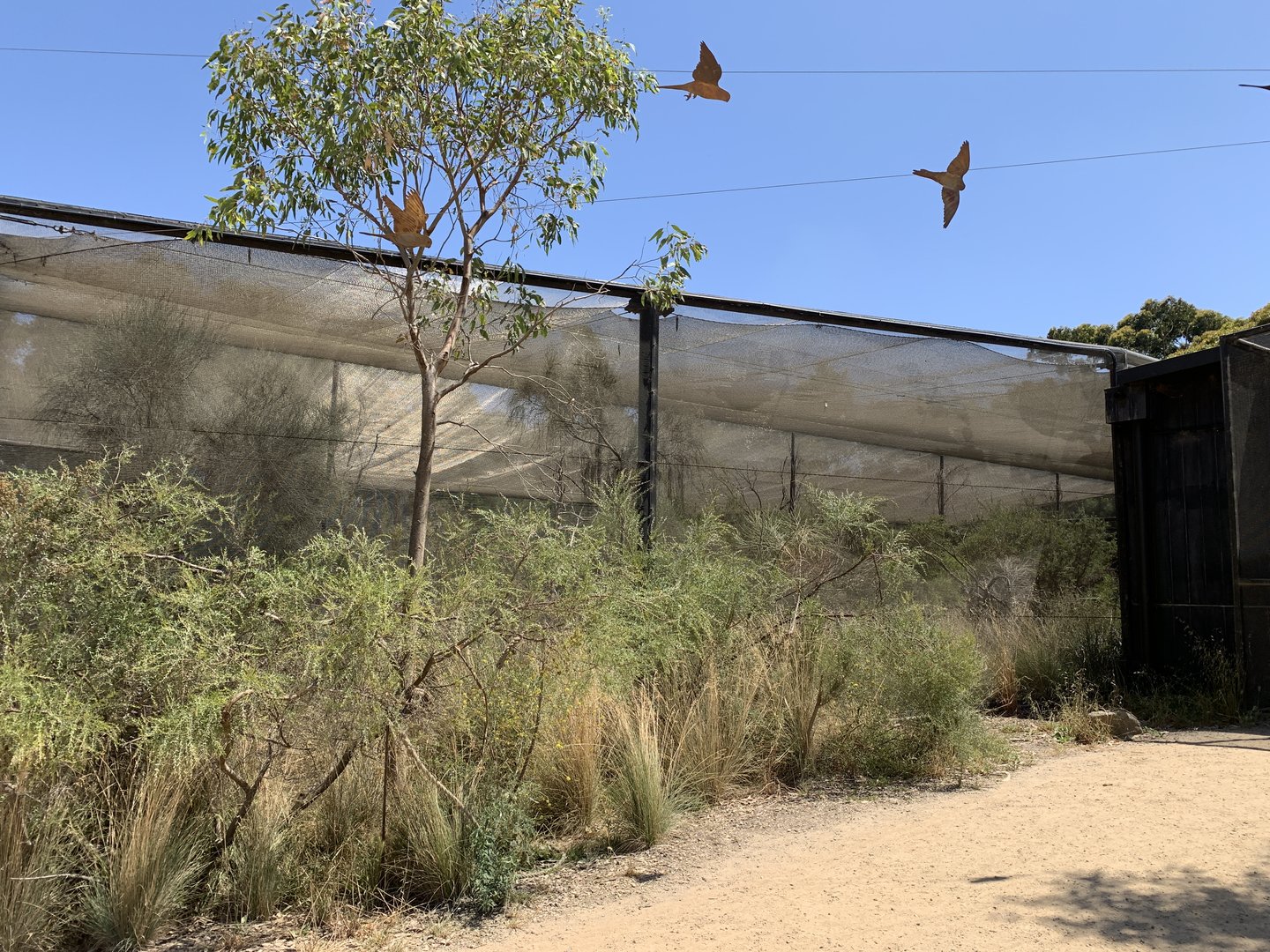 Orange-bellied Parrot Aviary