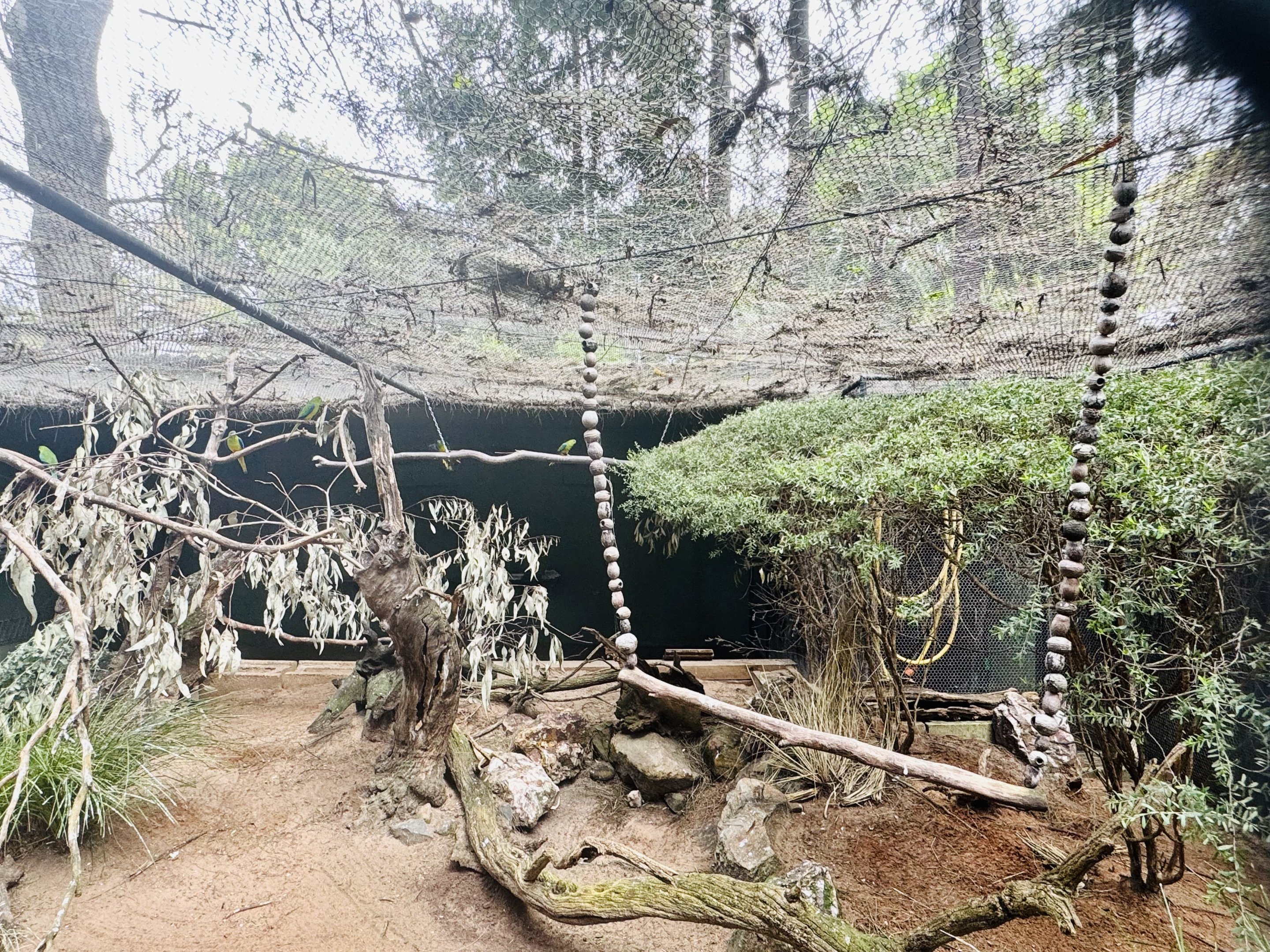 Orange-bellied parrot aviary