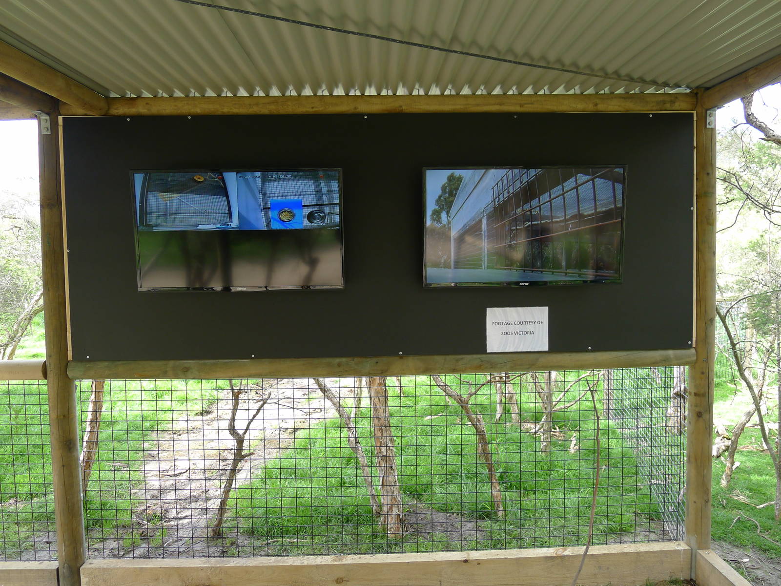 Orange bellied Parrot cams