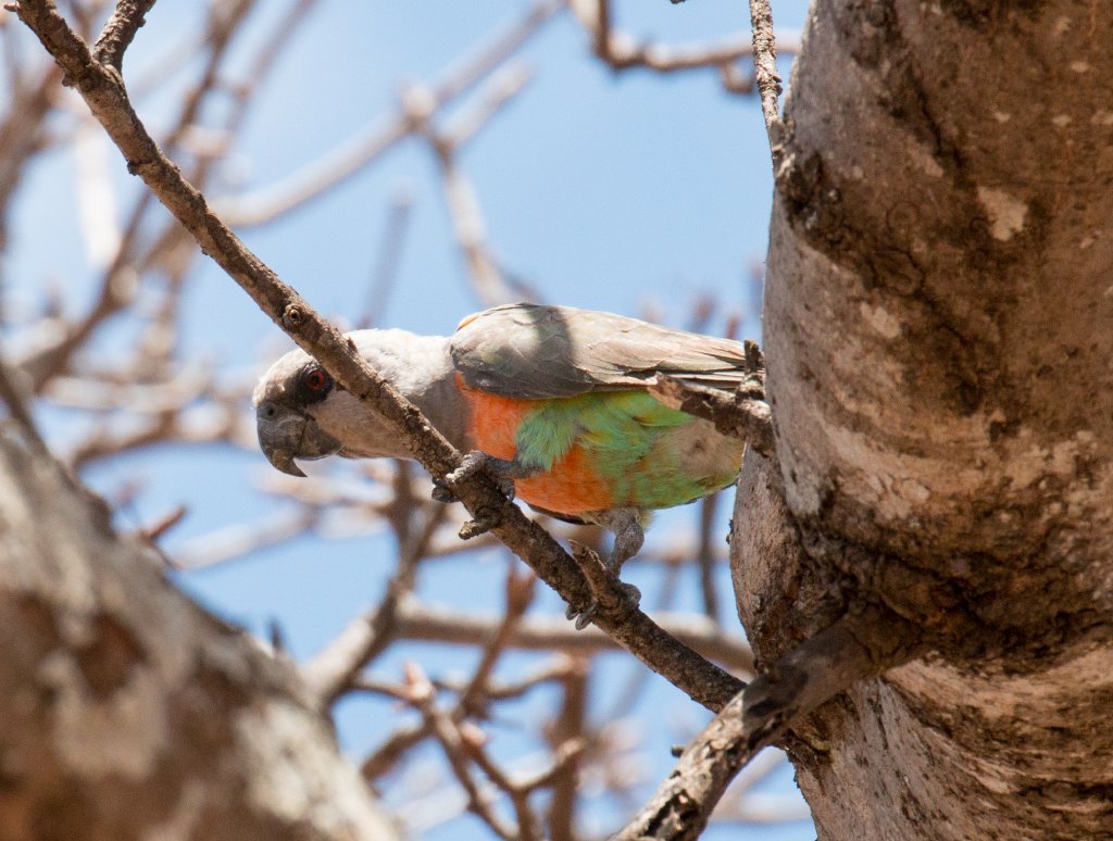 Orange-bellied Parrot male