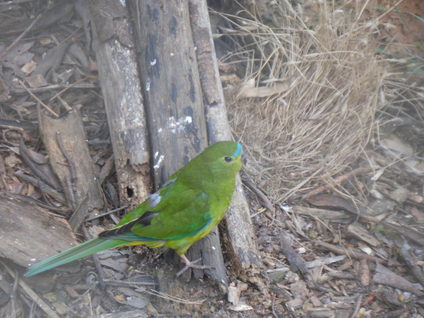 Orange-bellied Parrot (Neophema chrysogaster)