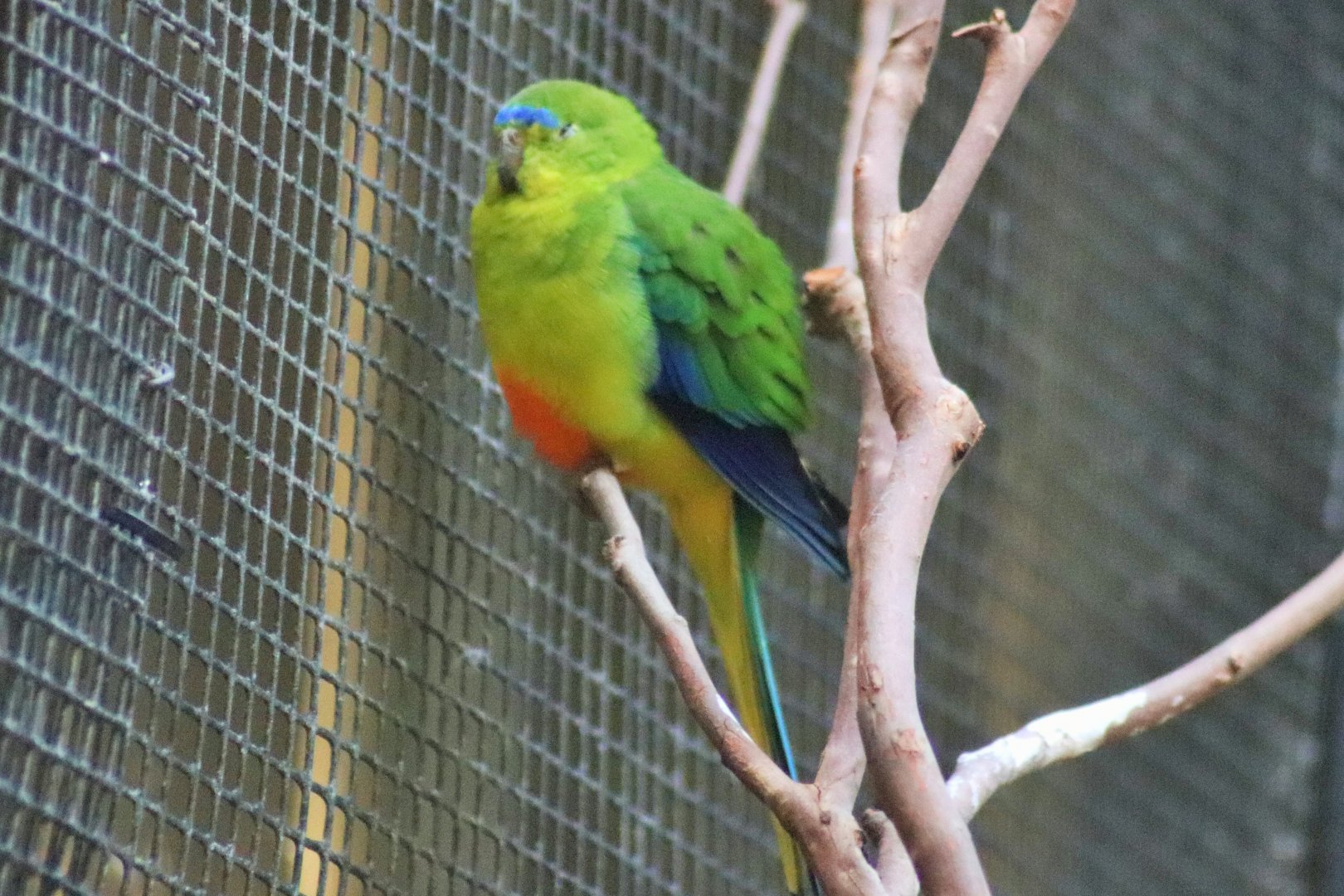 Orange-bellied Parrot (Neophema chrysogaster)
