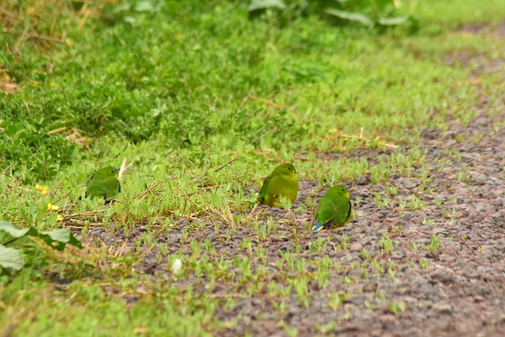 Orange-bellied Parrot - Neophema chrysogaster