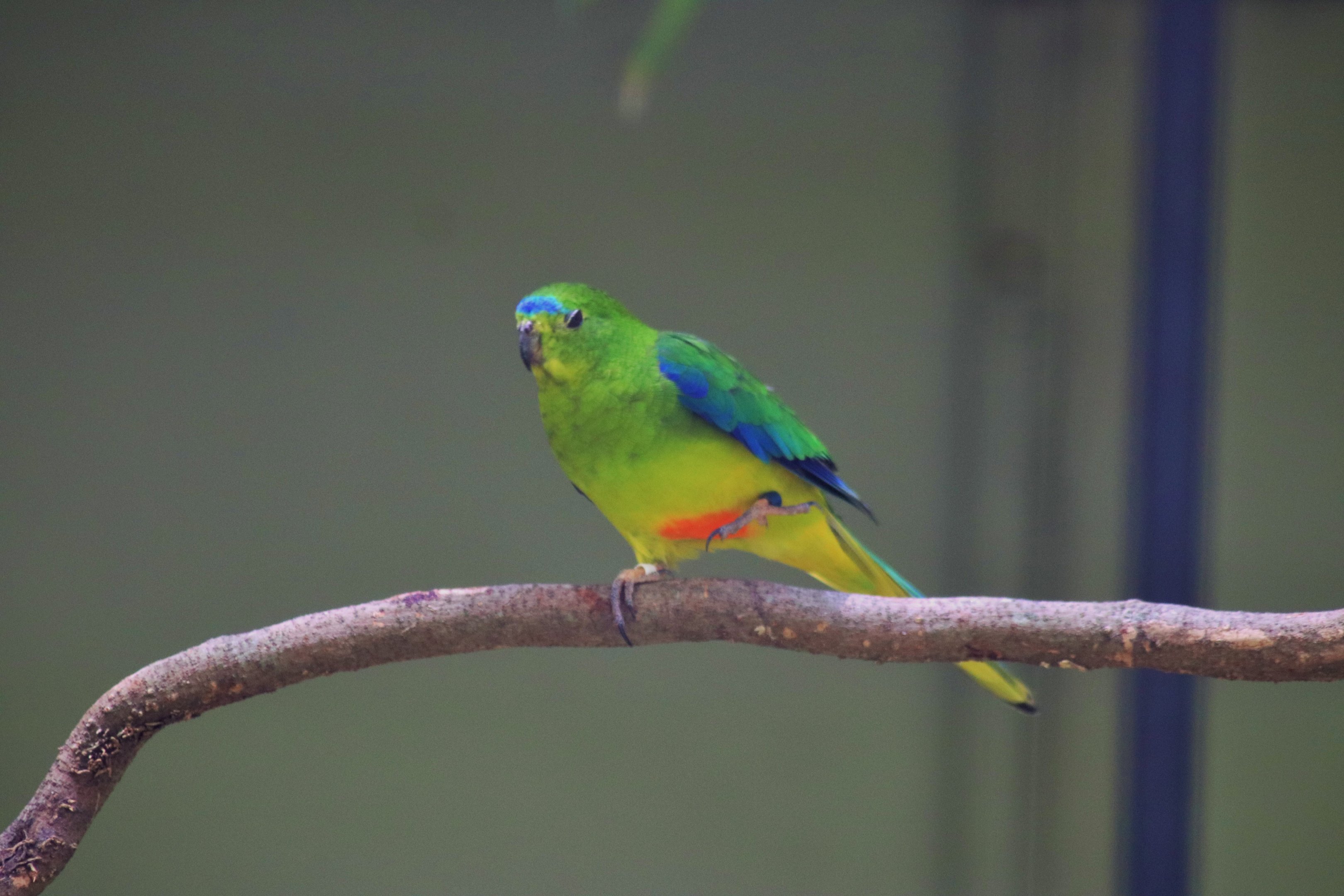 Orange-bellied Parrot (Neophema chrysogaster)