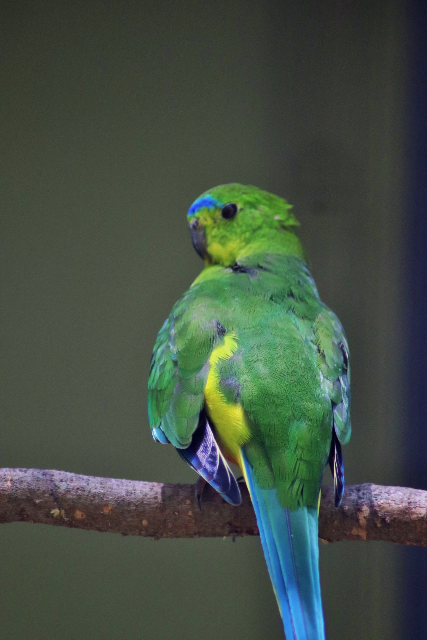 Orange-bellied Parrot (Neophema chrysogaster)