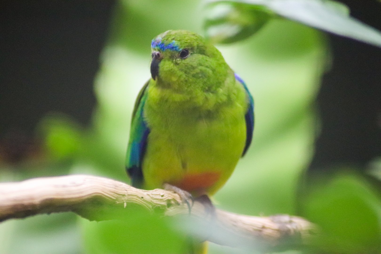 Orange-bellied Parrot (Neophema chrysogaster)