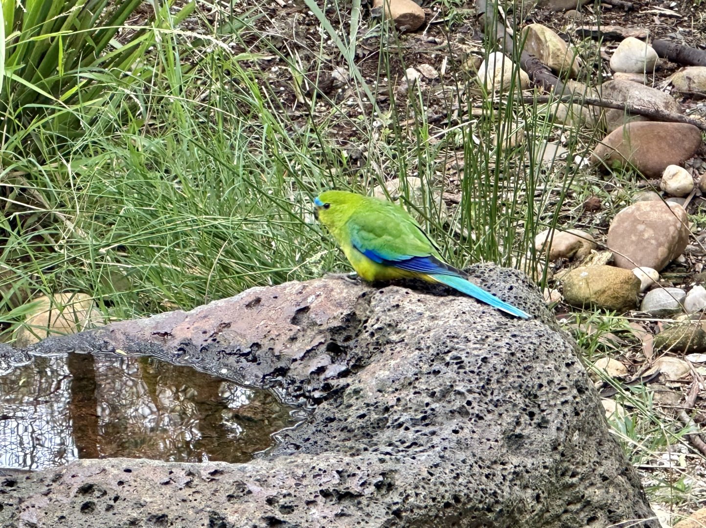 Orange-bellied parrot (Neophema chrysogaster)