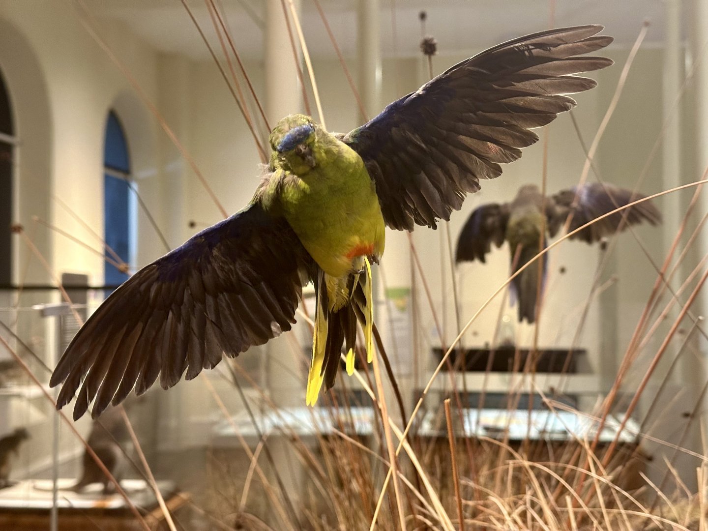 Orange-bellied parrot (Neophema chrysogaster)