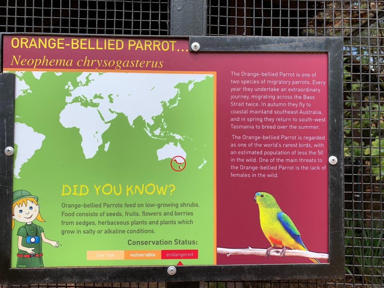 Orange-bellied Parrot Sign