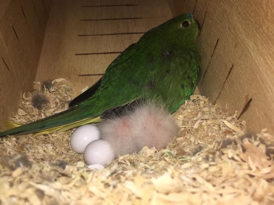 Orange bellied parrot with chicks and eggs