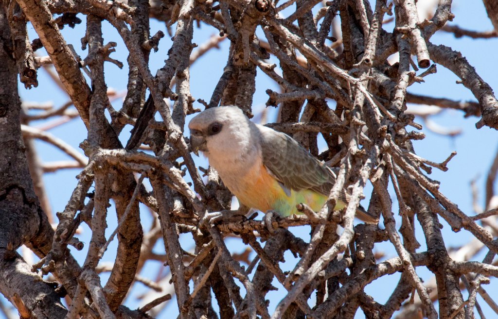 Orange-bellied Parrot, young male