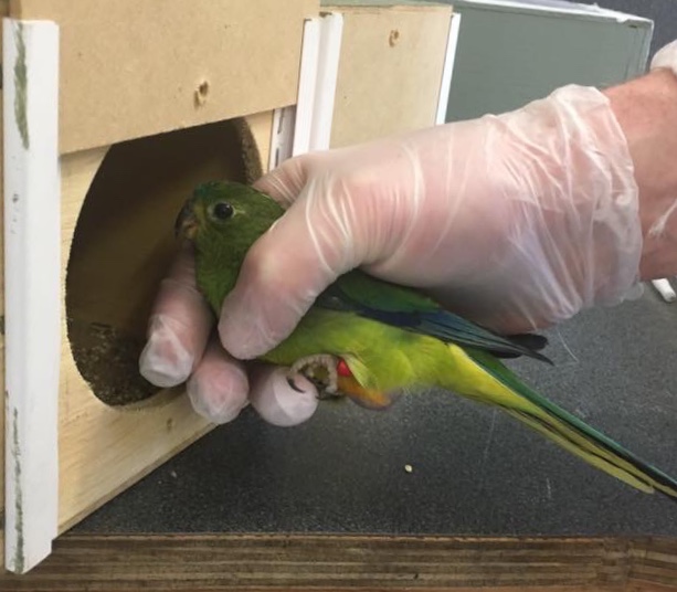 Orange-bellied Parrot