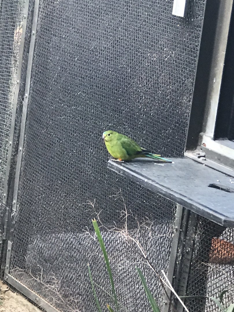Orange Bellied Parrot
