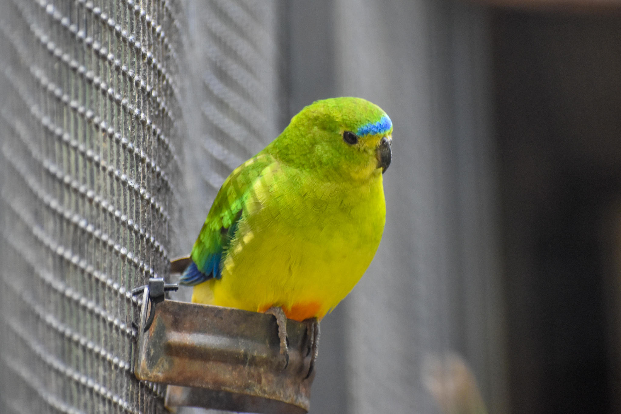 Orange-bellied Parrot