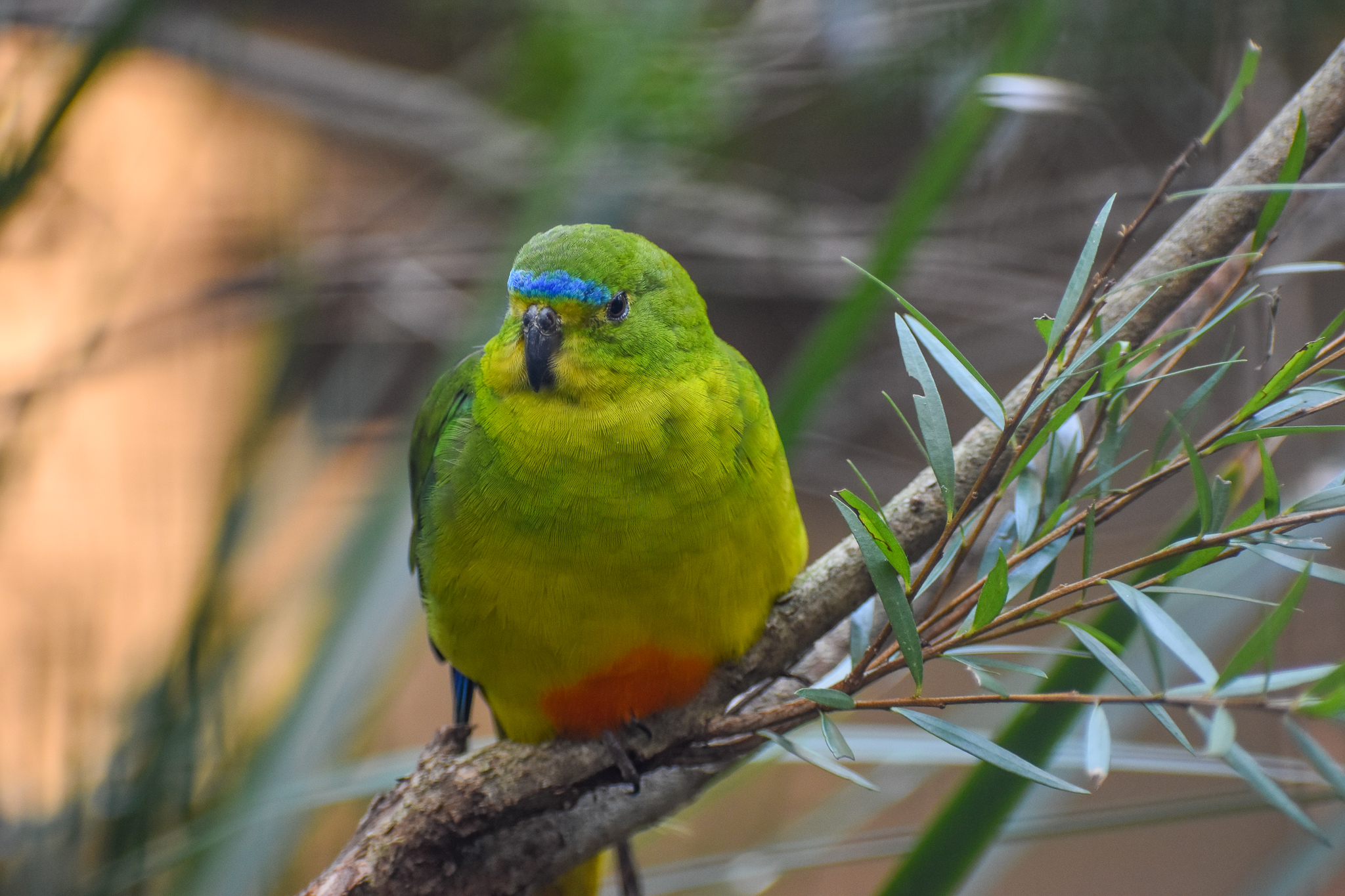 Orange-bellied Parrot
