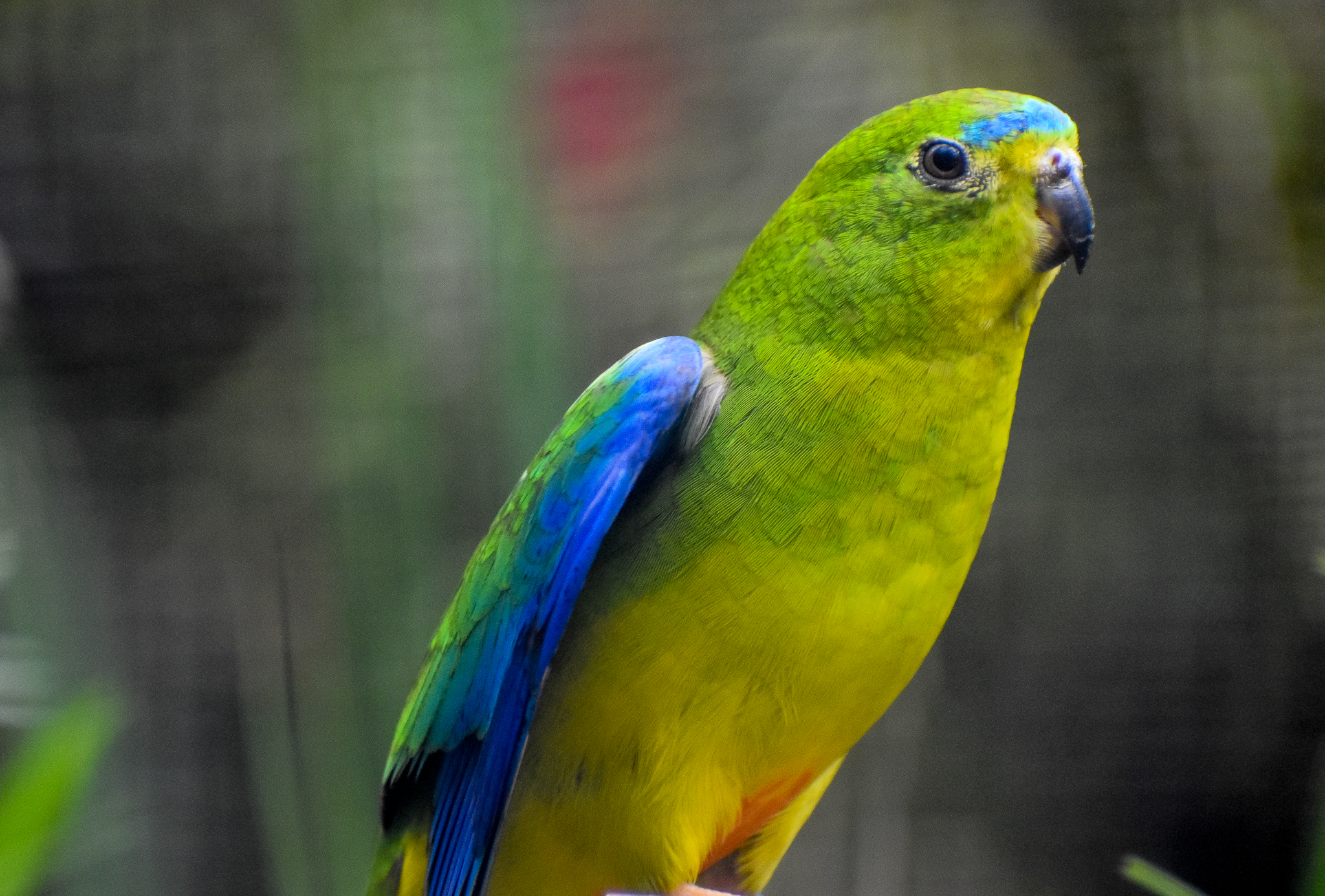 Orange-bellied Parrot