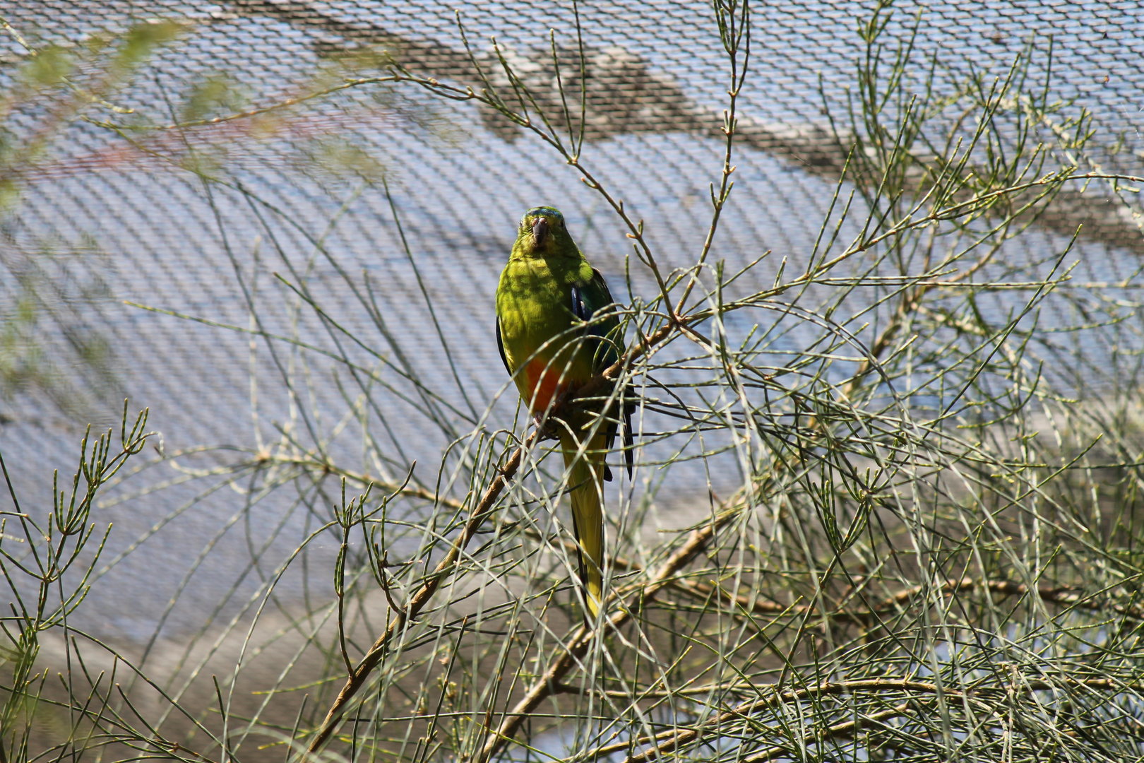 Orange-bellied Parrot