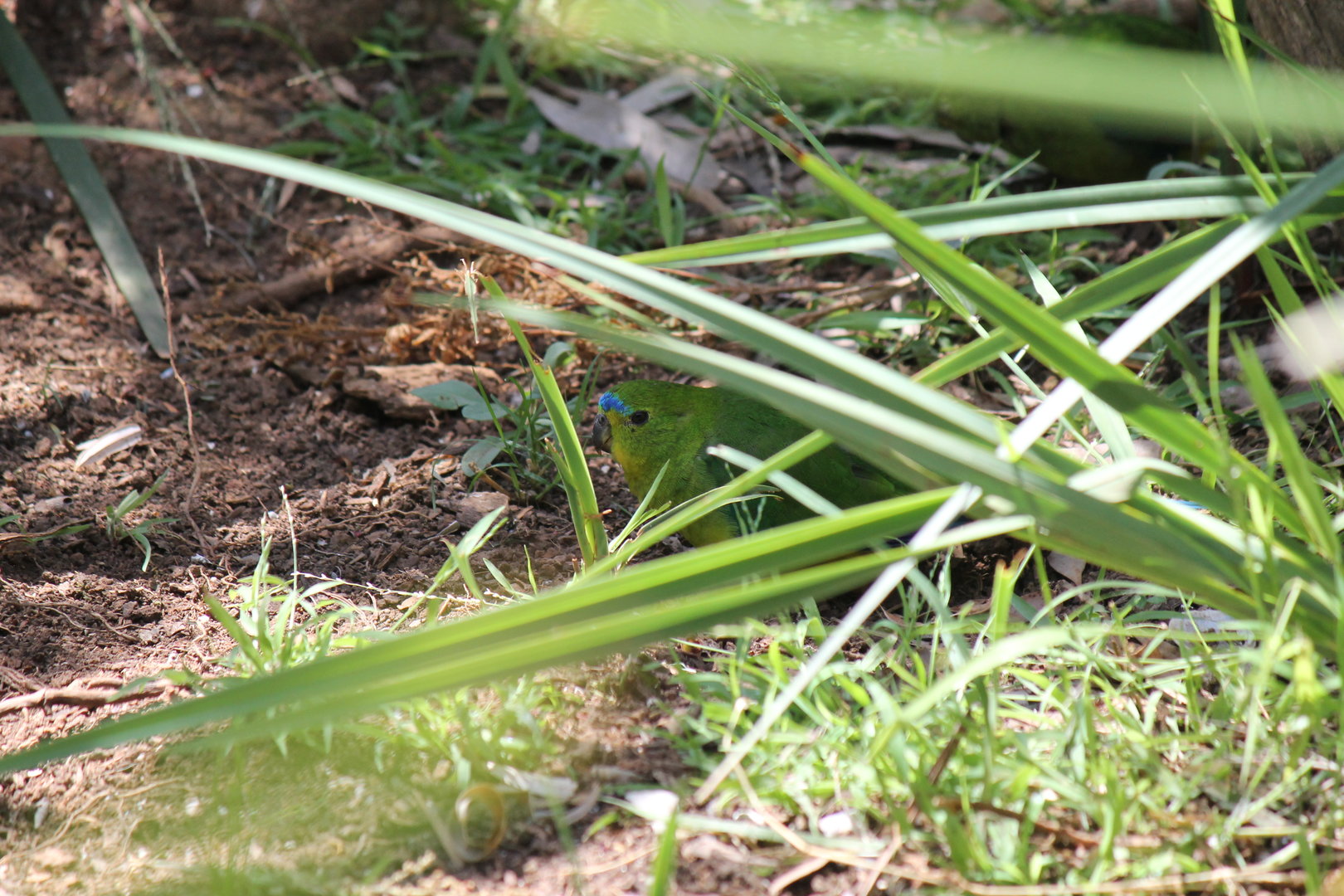 Orange-bellied Parrot