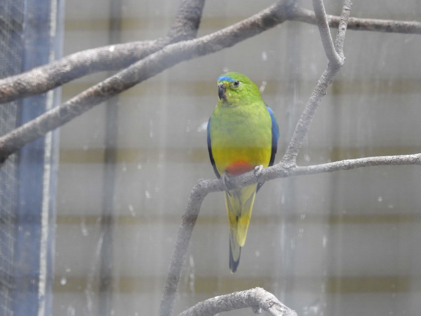 Orange-Bellied Parrot