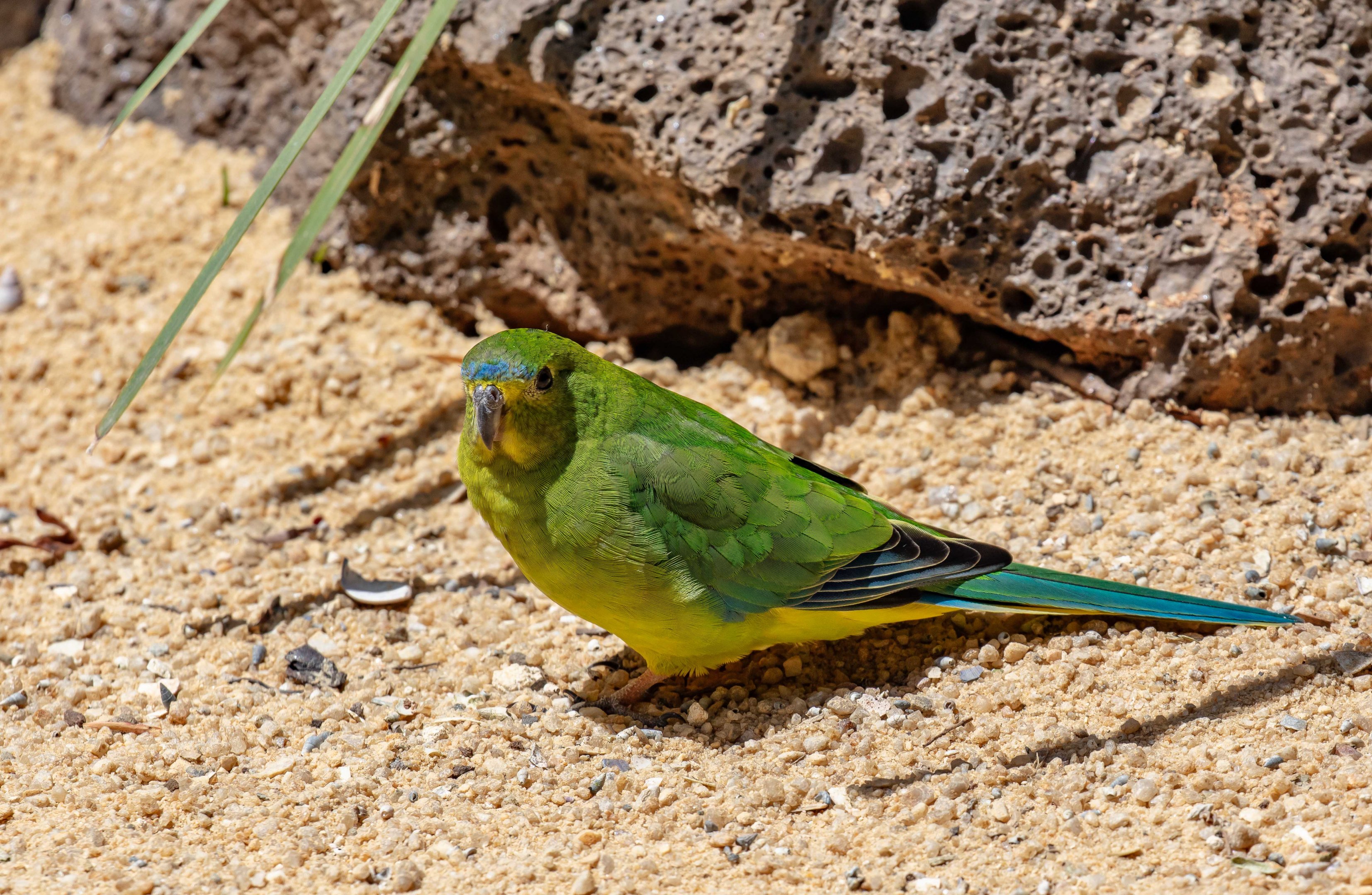 Orange-bellied Parrot