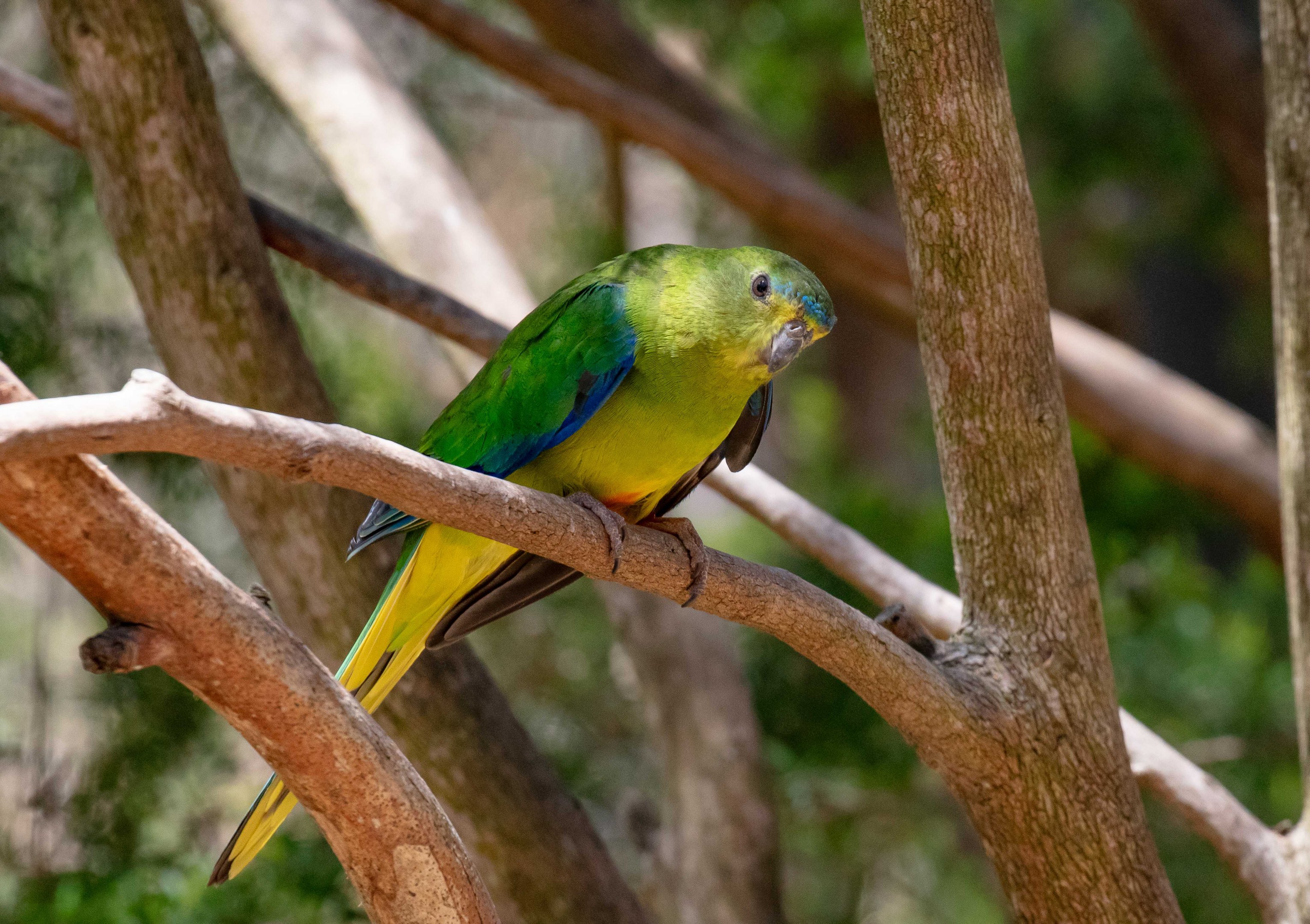 Orange-bellied Parrot