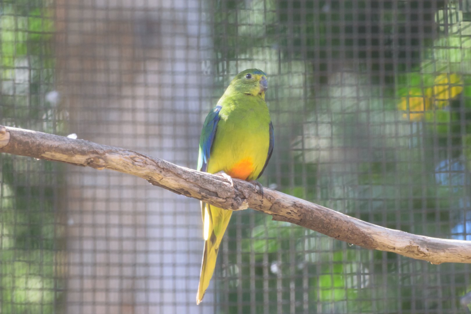 Orange Bellied Parrot