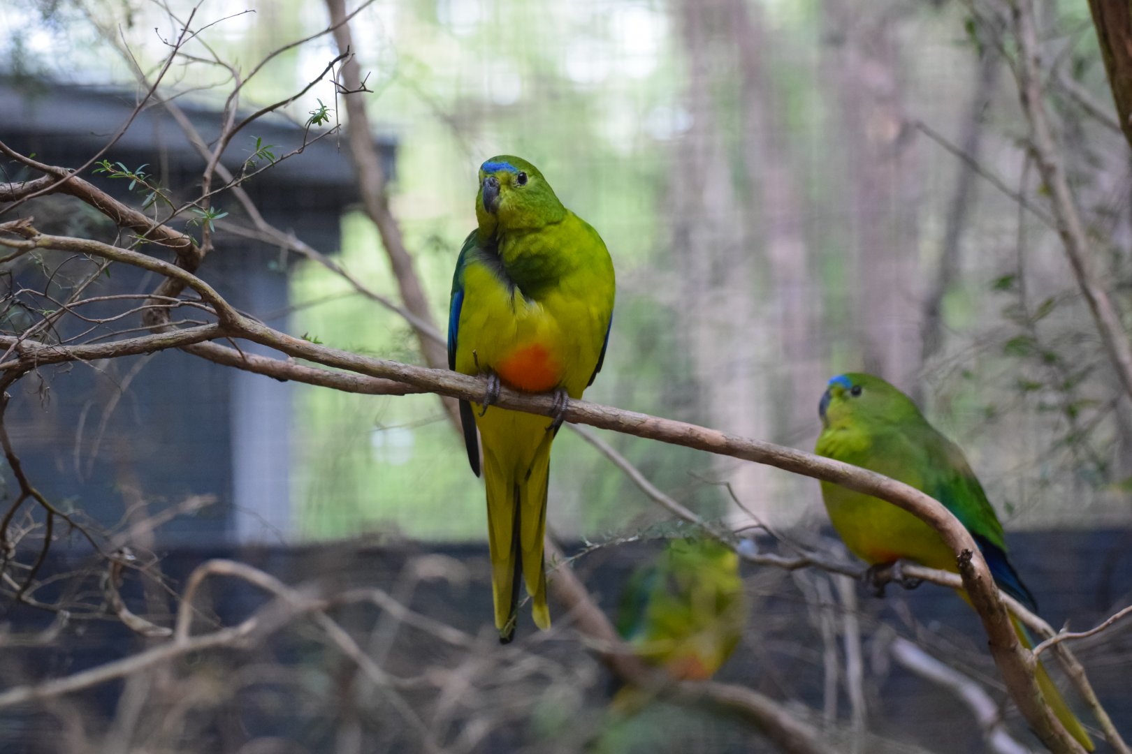 Orange Bellied Parrot
