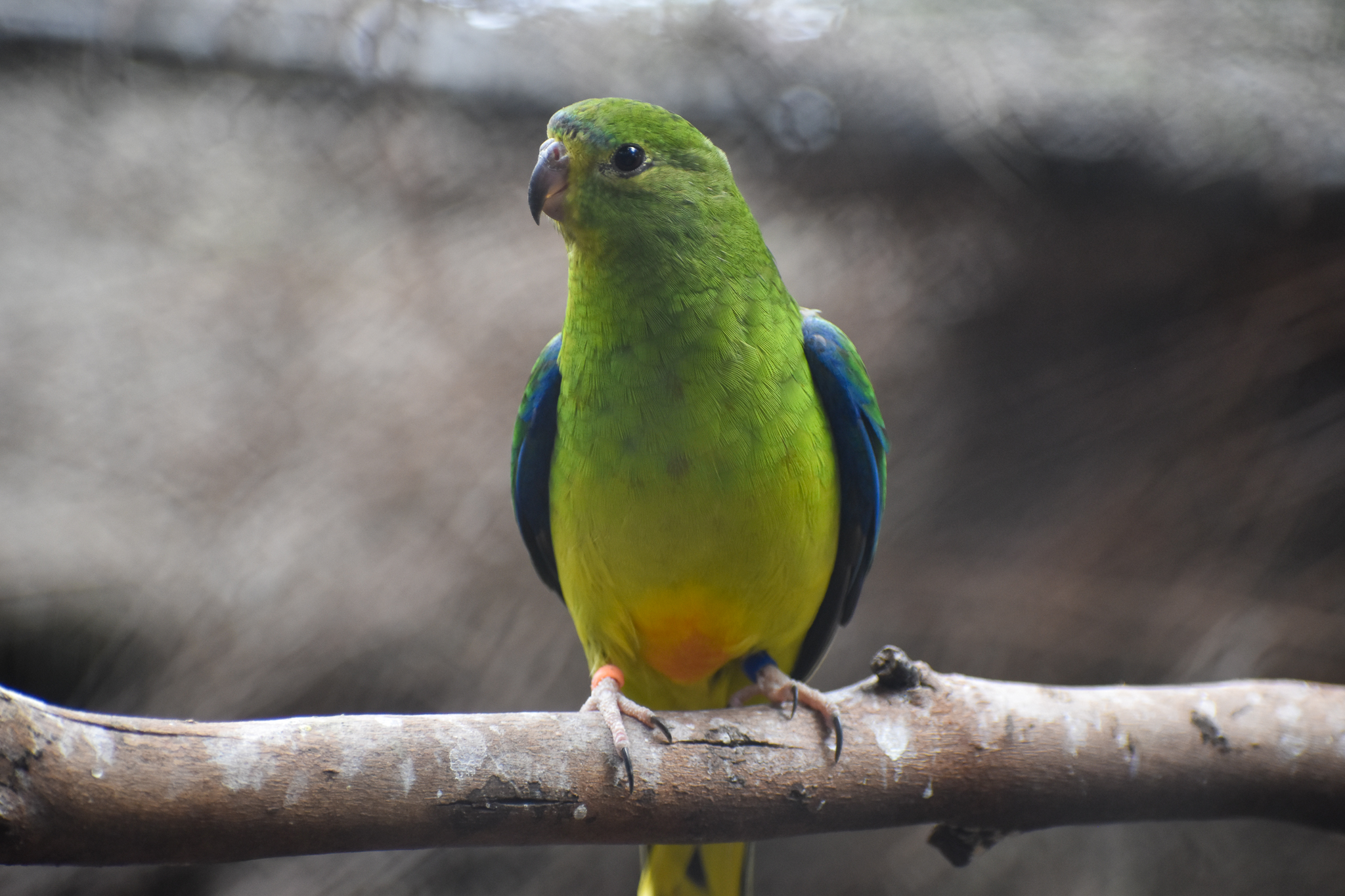 Orange-bellied Parrot